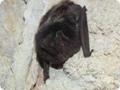 Mopsfledermaus c Buerger K